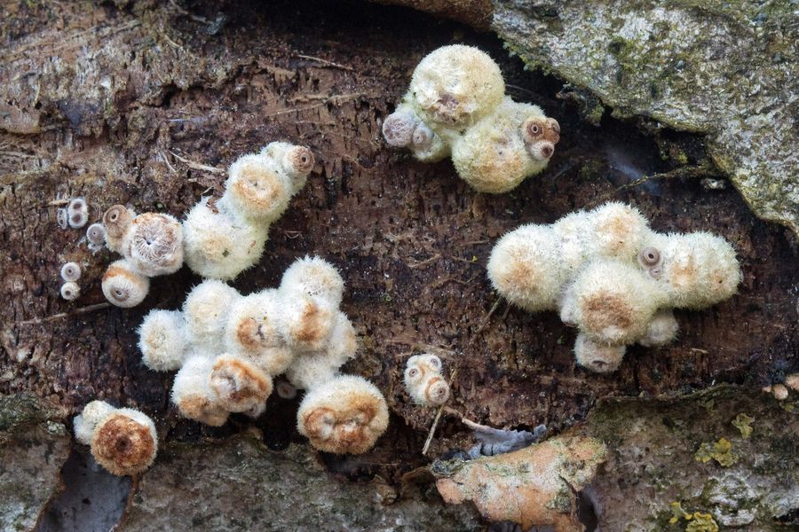 Bilder der Schlauchpilze BUND Naturschutz in Bayern e.V.