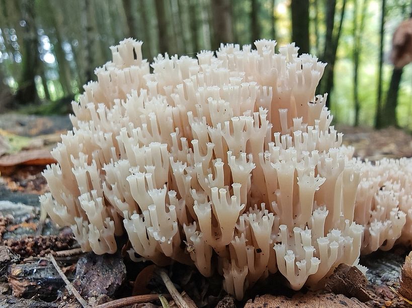 Artomyces-pyxidatus_Becherkoralle_Matok