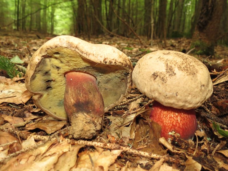 Röhrenpilze Bestimmen Bilder: Dein Schlüssel zur sicheren Pilzsuche!