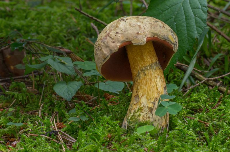 Röhrenpilze Bestimmen Bilder: Dein Schlüssel zur sicheren Pilzsuche!