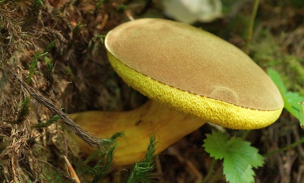 Bilder der Röhrenpilze (Boletales) BUND Naturschutz in Bayern e.V.