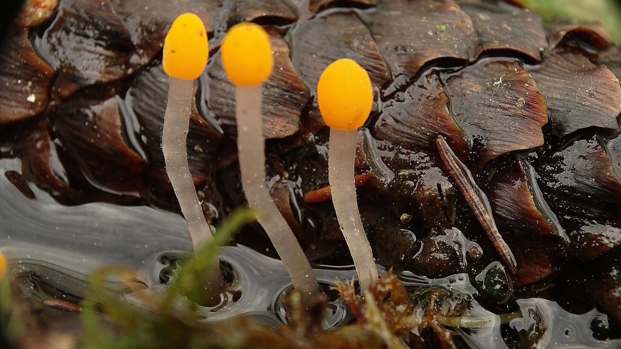 Sumpfhaubenpilz Beim Vergleich mit dem dahinterliegenden Fichtenzapfen kann man gut die geringe Größe des Pilzes erkennen. 