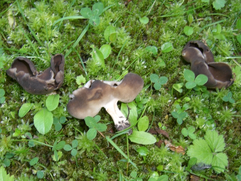 Bilder der Schlauchpilze (Ascomycetes) - BUND Naturschutz in Bayern e.V.